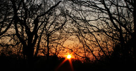 Photos taken from forest